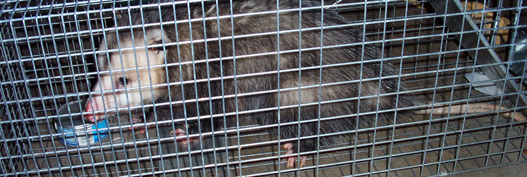 Trapping Opossum